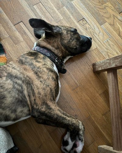 Volt qui fait une sieste sur le parquet