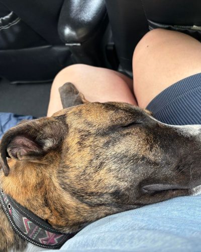 Volt qui fait une petite sieste sur les jambes de l'humaine