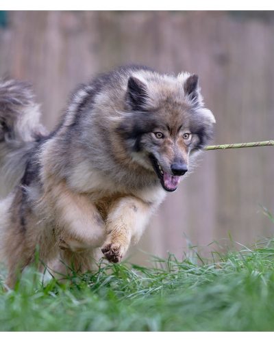 Beast en plein saut dans l'herbe