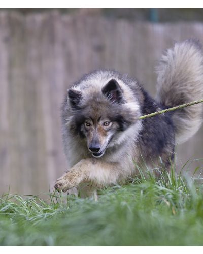 Beast en train de trottiner dans l'herbe