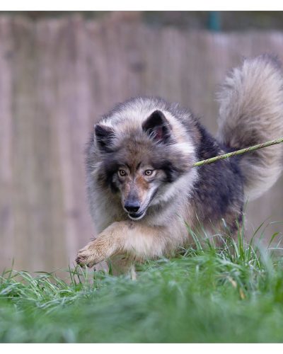 Beast en train de trottiner dans l'herbe