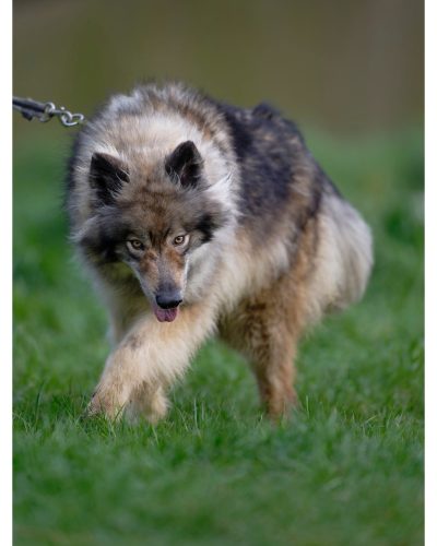 Beast en train de marcher vers nous