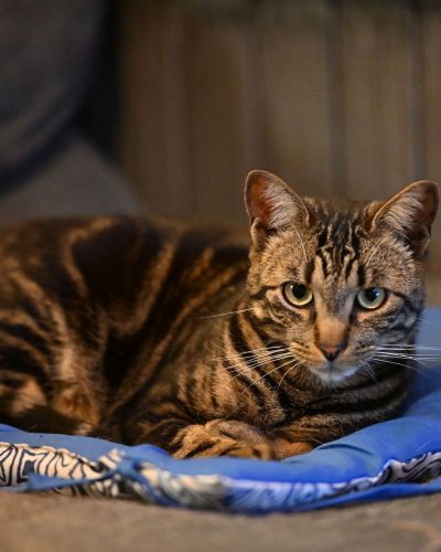 Boga sur son coussin