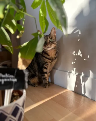 saba derrière une plante