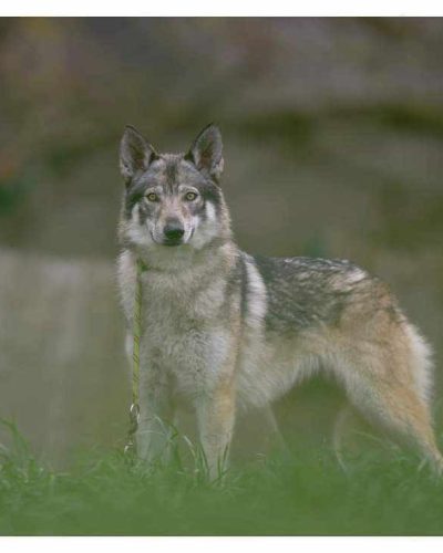 Gisla debout regarde vers nous avec de l'herbe en premier plan