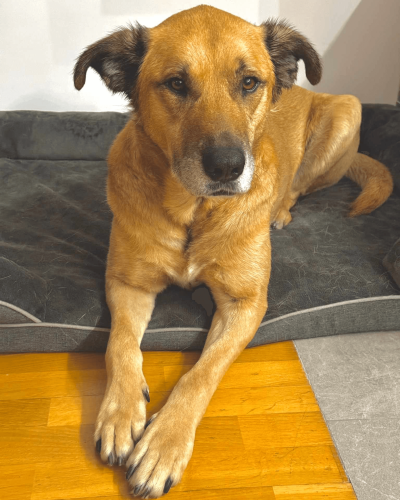 césar couché dans son panier