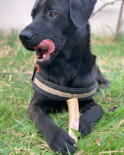 olaf allongé qui se lèche les babines