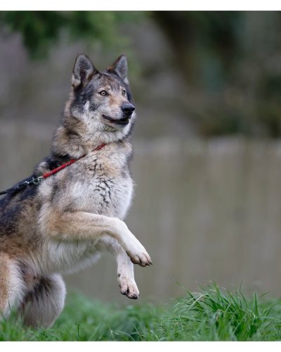 Nifle qui saute vers la droite