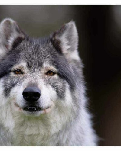 Portrait de Nifle qui regarde l'objectif