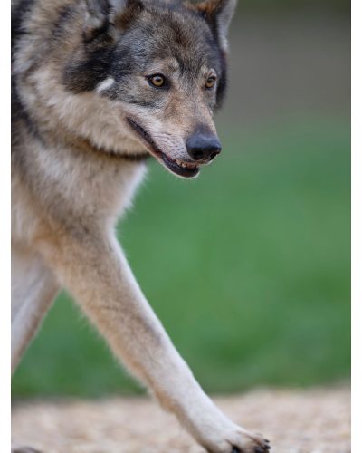 Nifle portrait tête + pattes avant