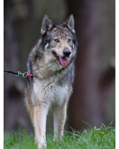 Nifle qui marche vers nous