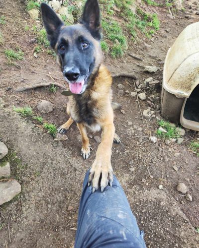 Bolt qui donne la patte