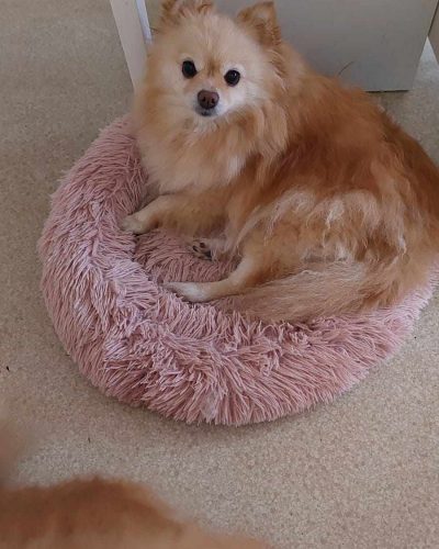 maya dans son panier