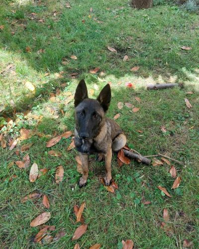 Kira assise dans l'herbe qui nous regarde