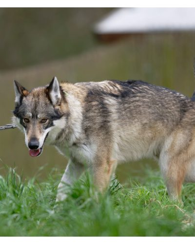 Rollo qui marche vers la gauche