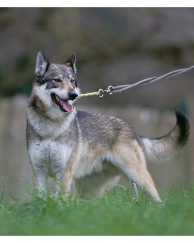 Rollo en plein shooting photo