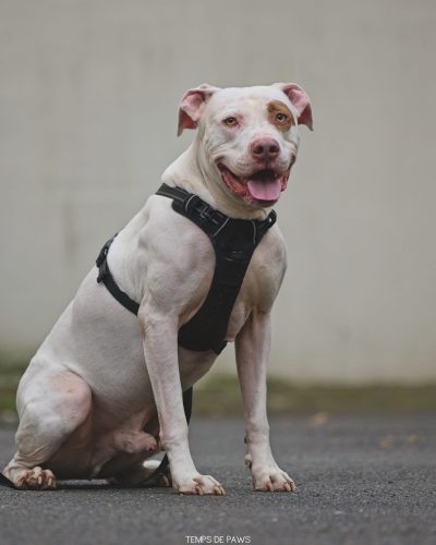 Tyson assis qui nous regarde