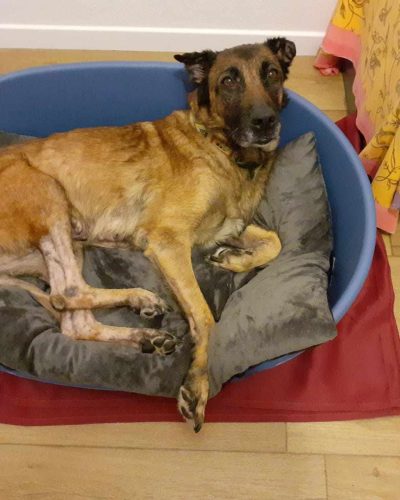 zola couché dans son panier