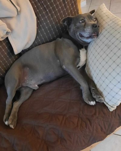 maurice dans la canapé