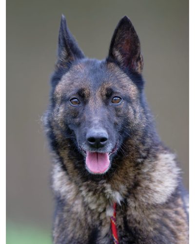 leika de face qui nous regarde