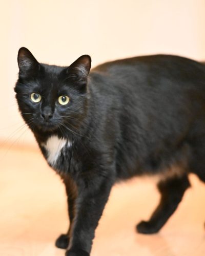 alpha debout qui nous regarde