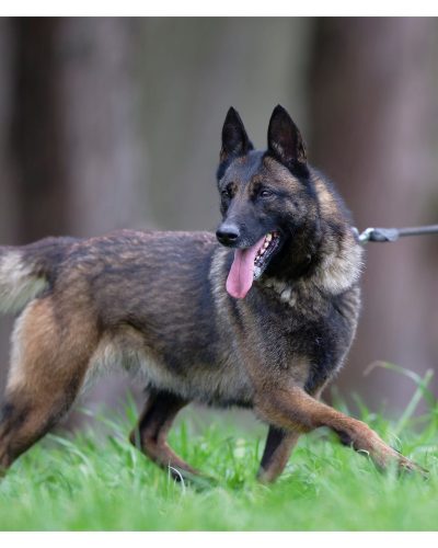 leika en pleine course