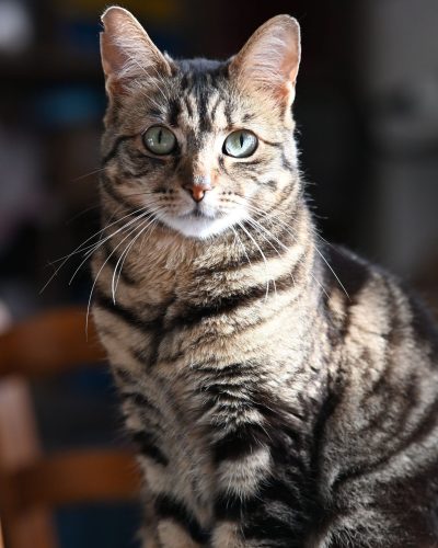 Saba assise de face avec un rayon de soleil sur sa tête 2