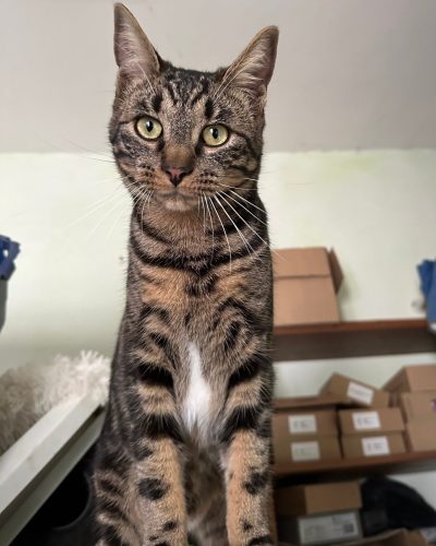 boga assis qui nous regarde