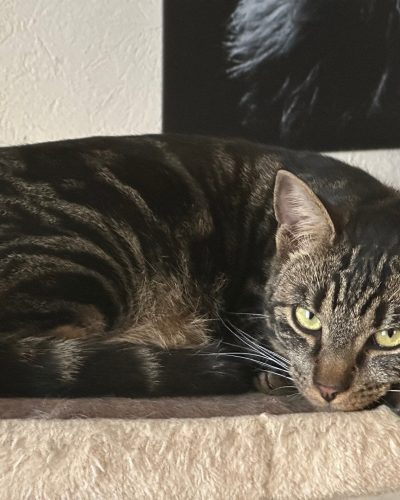 boga dans son arbre à chat